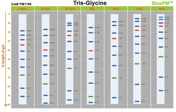 BiossPM Rainbow Protein Marker (10~180 kDa)