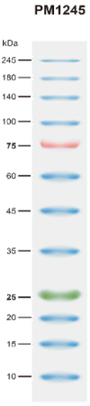 BiossPM Rainbow Protein Marker (10~245 kDa)