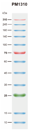 BiossPM  Rainbow Protein Marker (10~310 kDa)