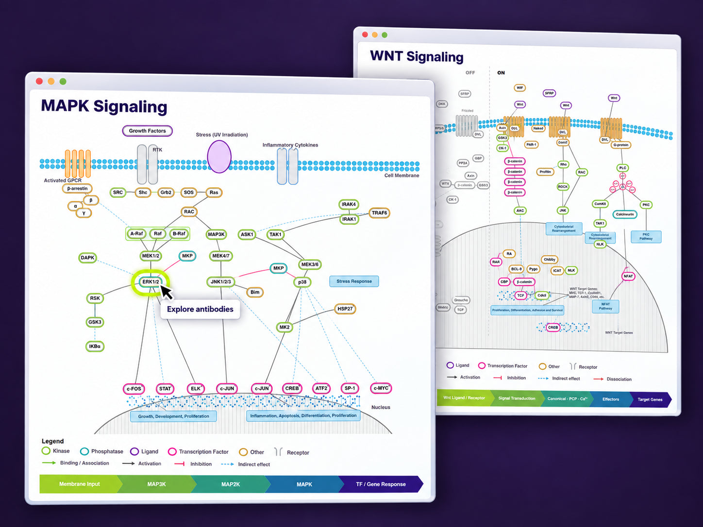 Illustrated preview of the Bioss MAPK and WNT interactive pathway maps, with a highlighted antibody target